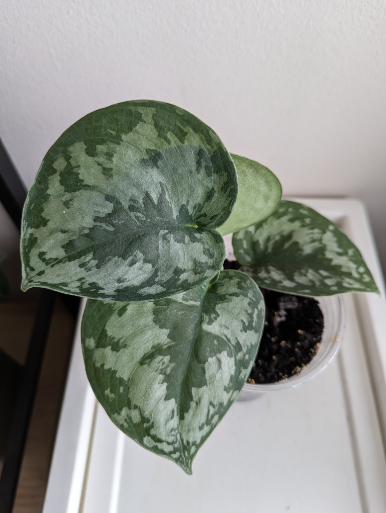 Satin Pothos thumbnail