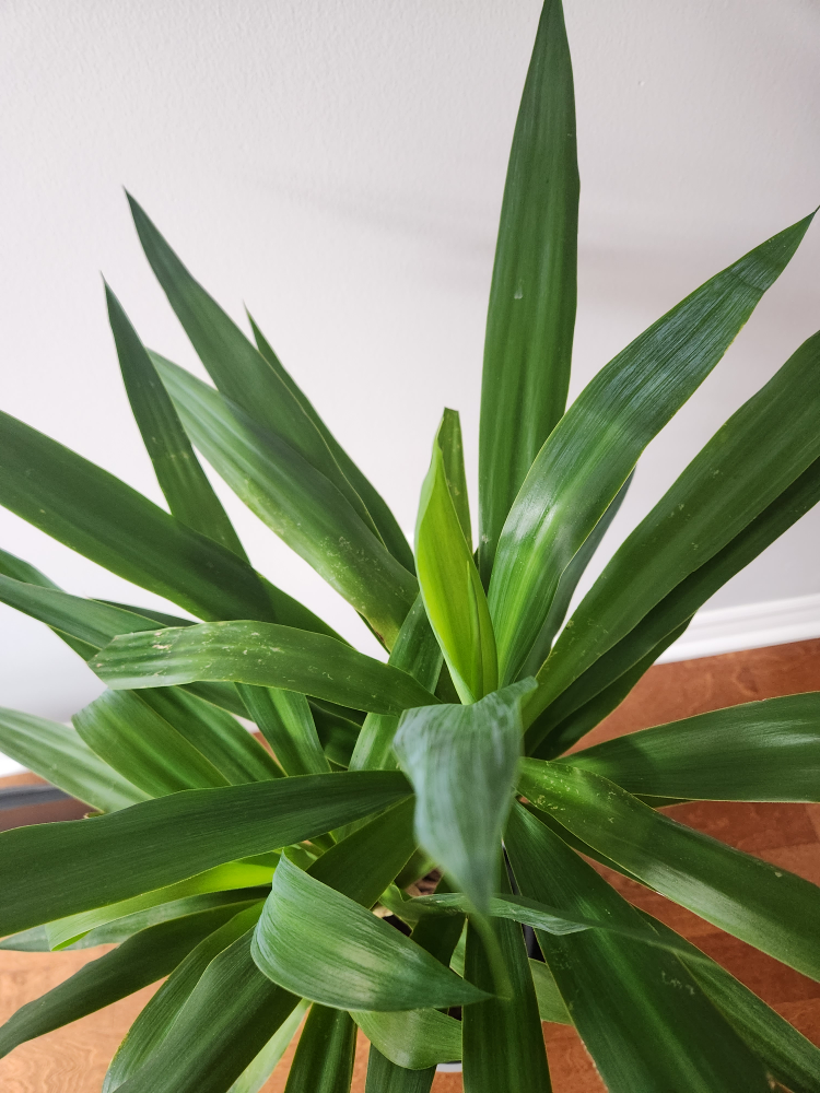 Yucca plant from IKEA with Grey pot included - photo 4