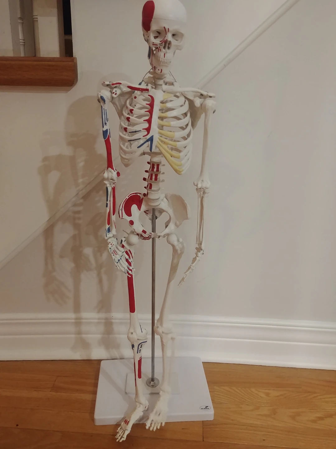 Muscular Skelton Model image indicator(2)