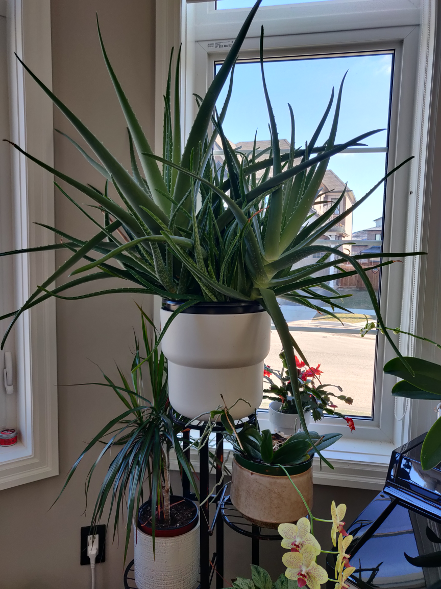 Large Aloe Vera thumbnail