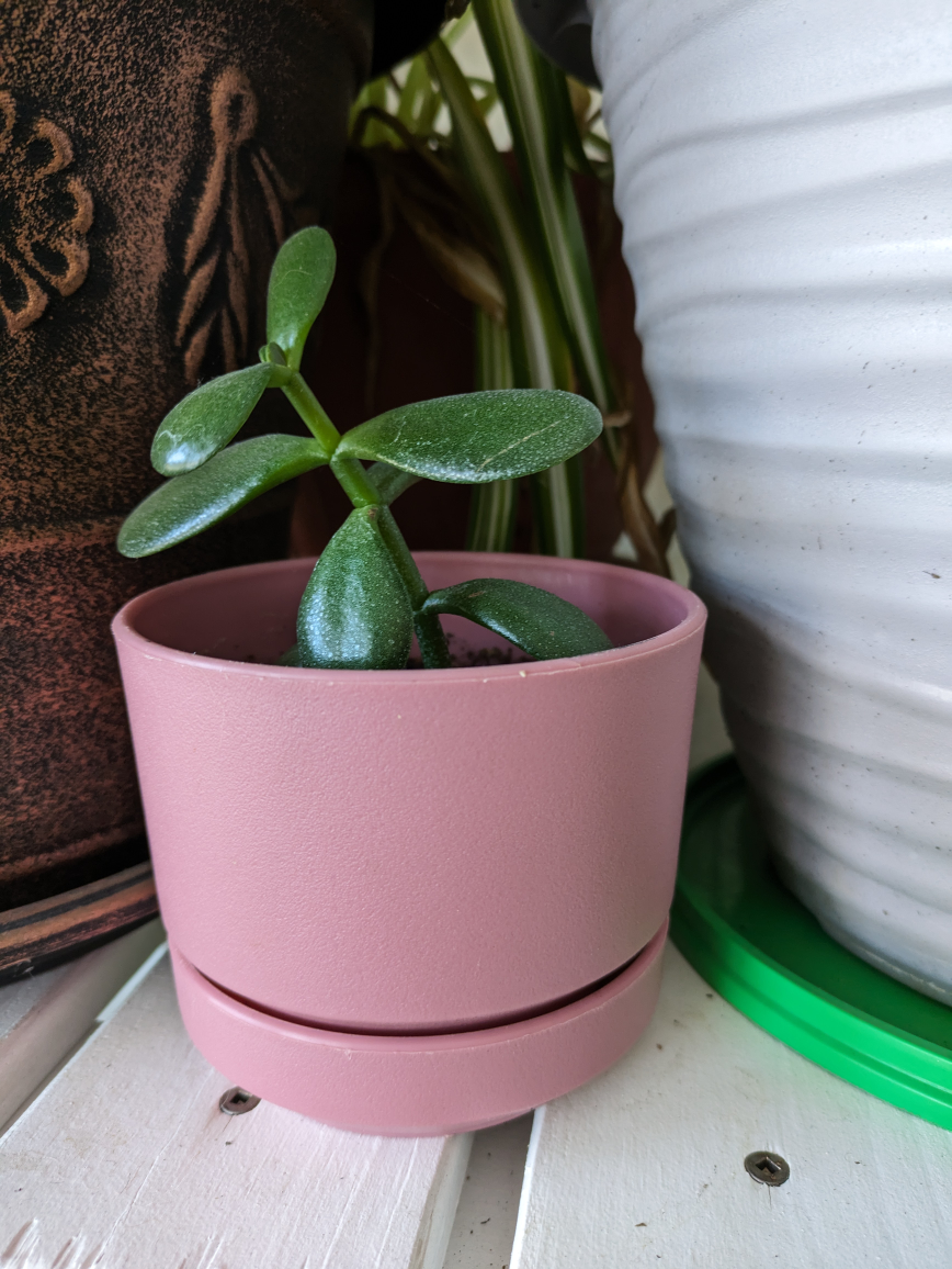 🏈 Jade Plant thumbnail