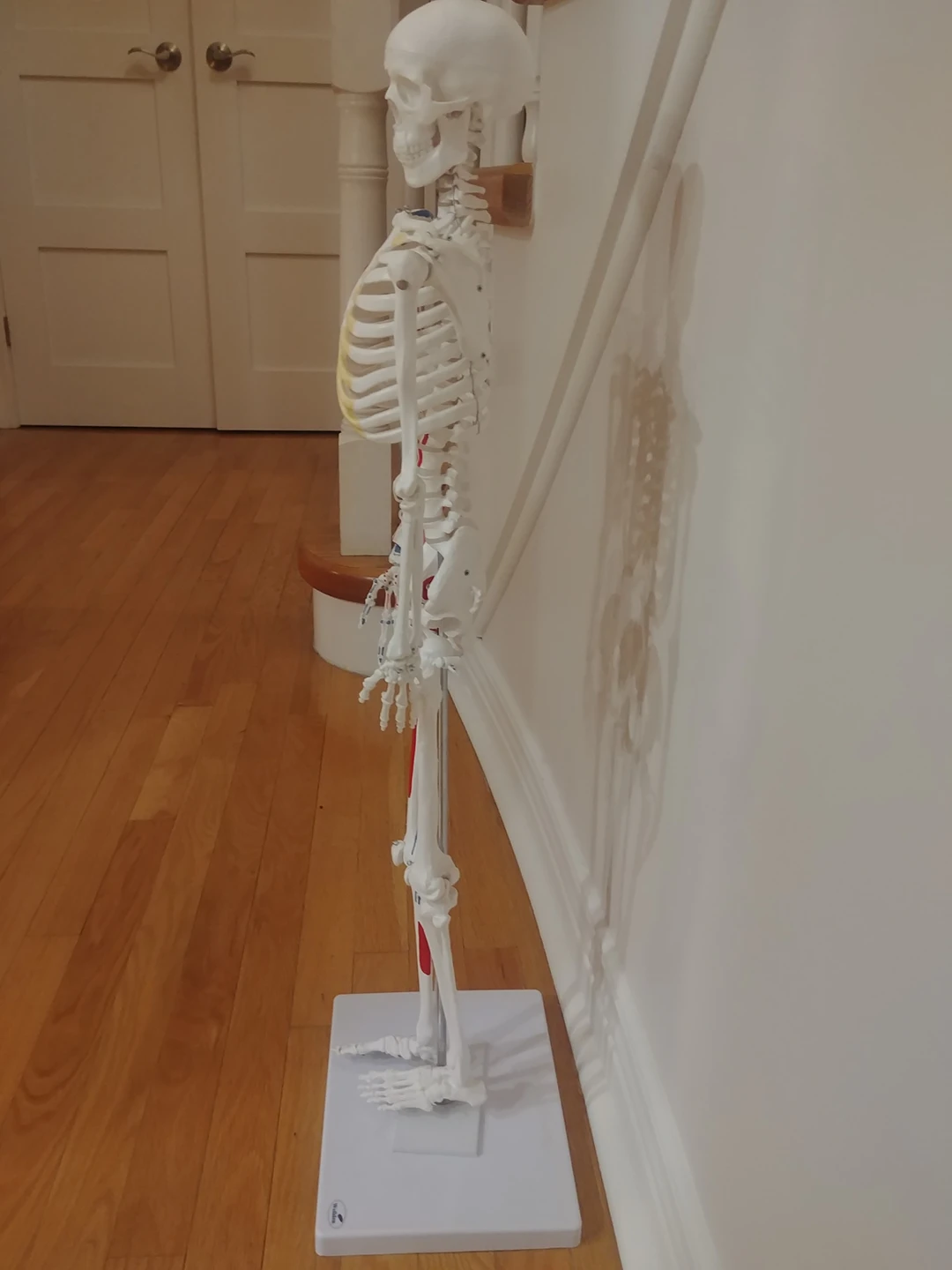 Muscular Skelton Model image indicator(4)