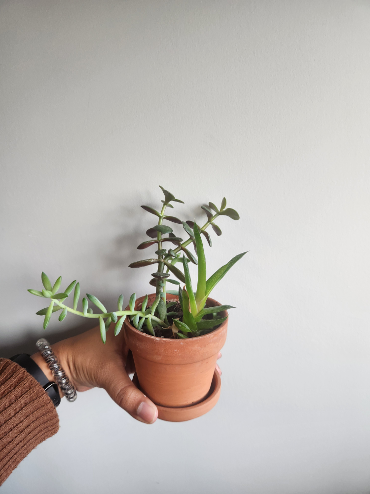 Multiple Plants image indicator(2)