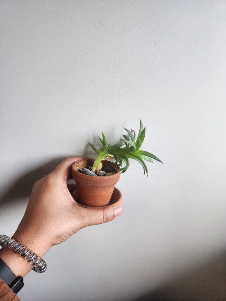 Multiple Plants image indicator(3)