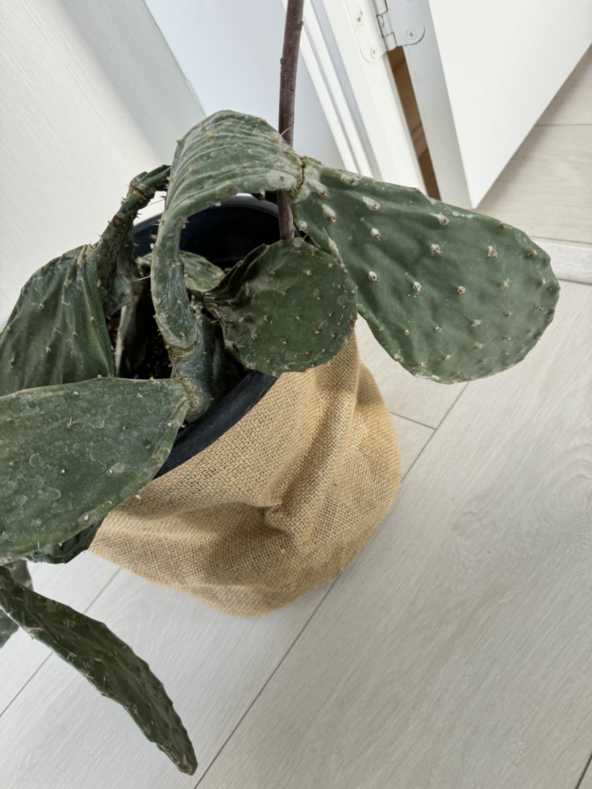 🥕 Sad 10 inch Cactus image indicator(4)