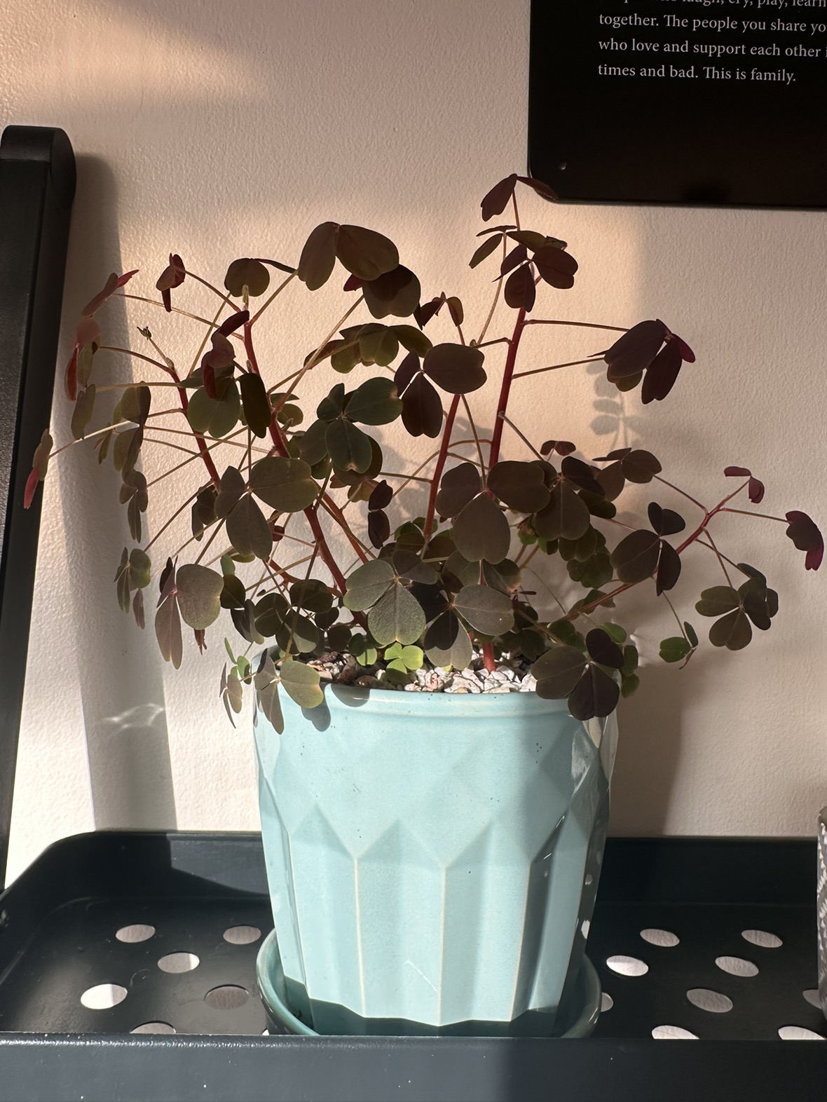 Zinfandel Oxalis vulcanicola plant, lucky leaves plant image indicator(2)