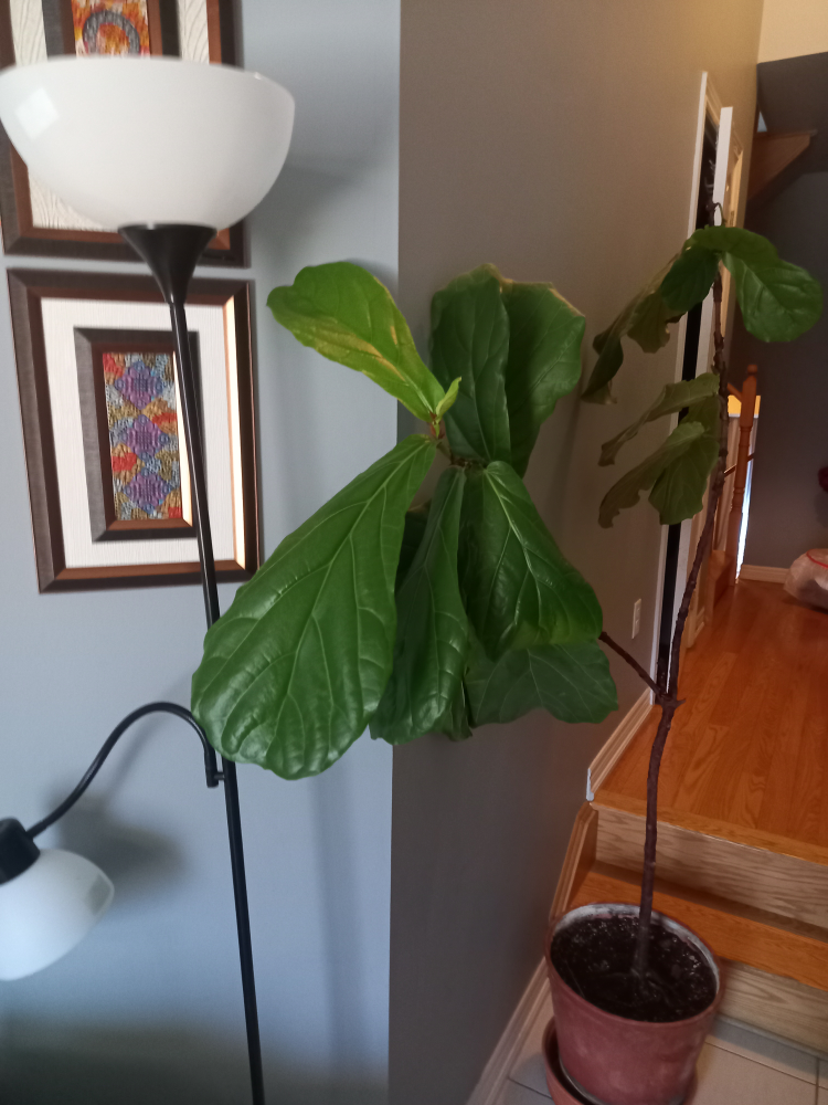 fiddle leaf fig plant
