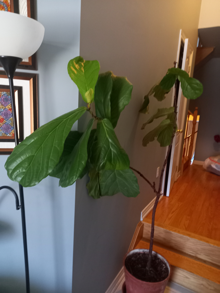 fiddle leaf fig plant - photo 2