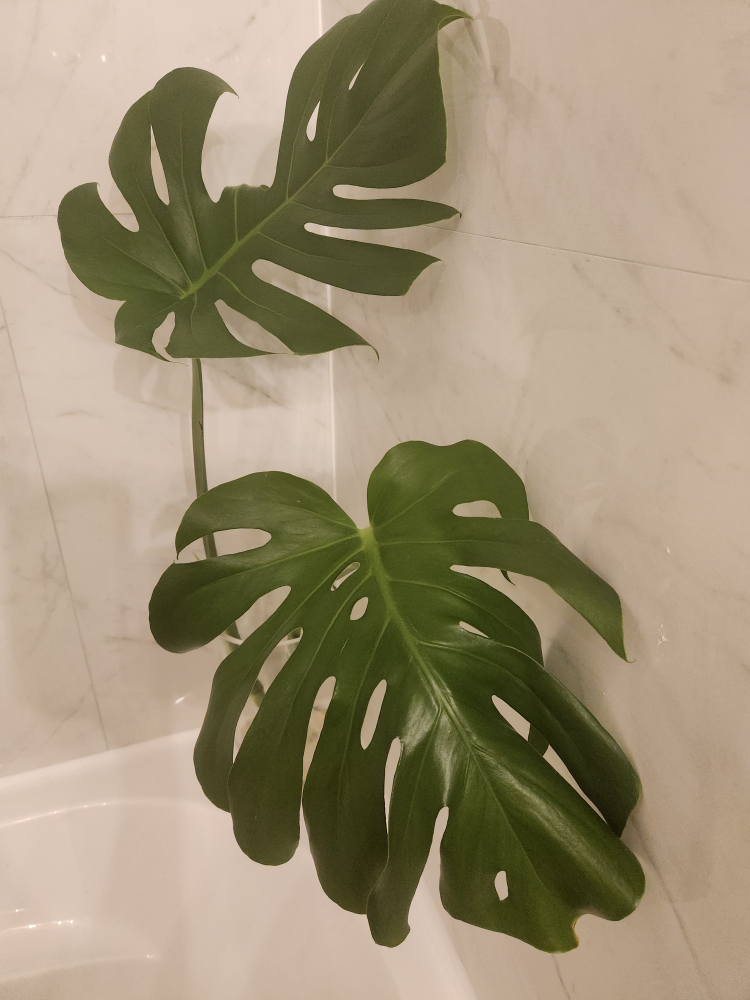 Aglaonema/ Evergreen Plant and Monstera image indicator(3)