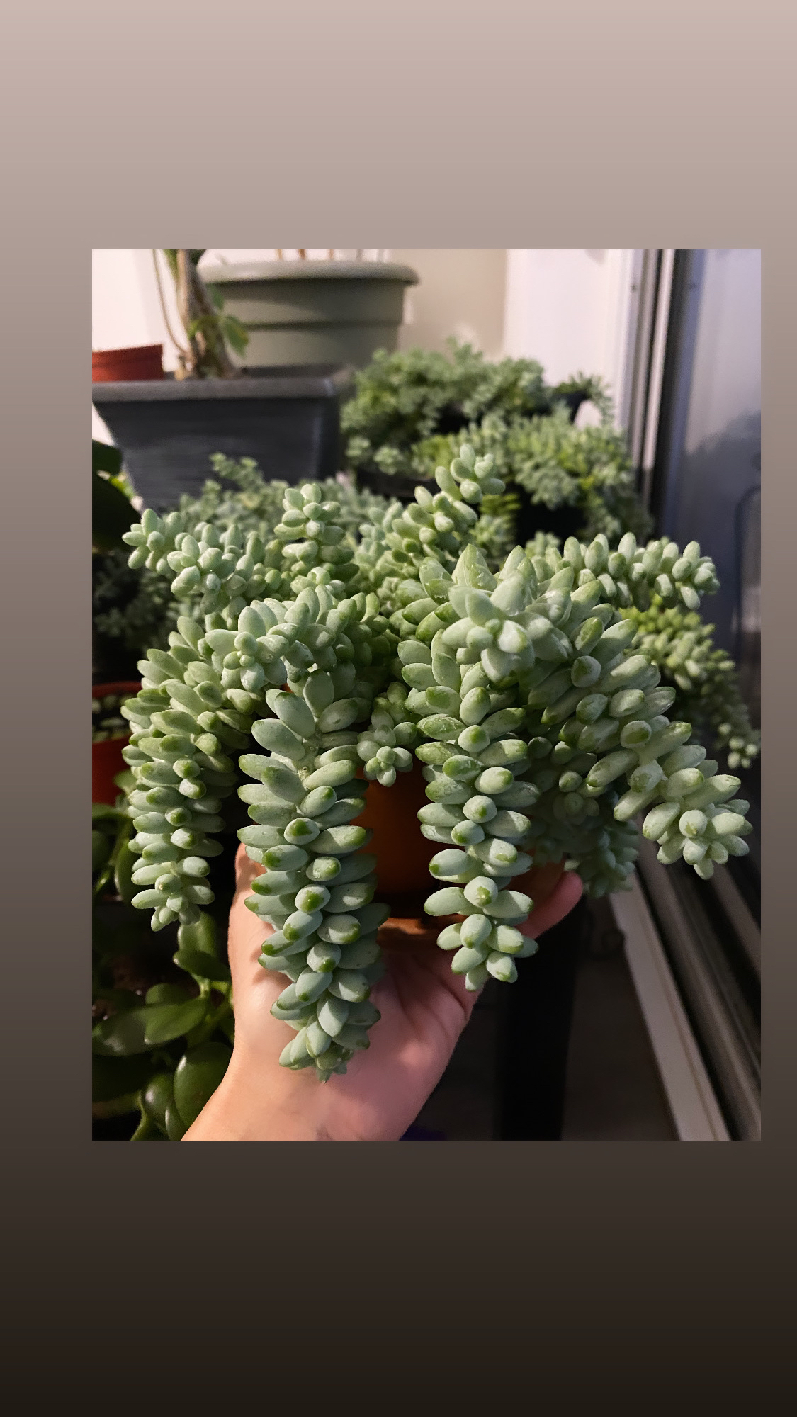 Burro's-tail/Sedum Donkey’s Tail - photo 2