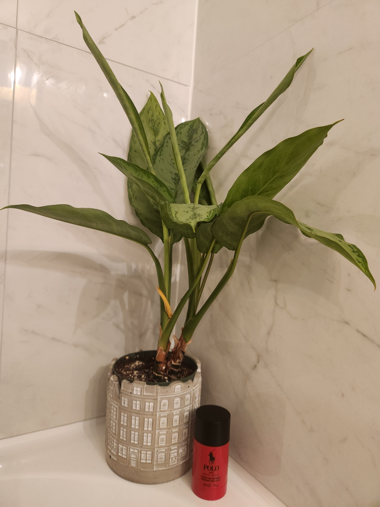 Aglaonema/ Evergreen Plant and Monstera image indicator(2)