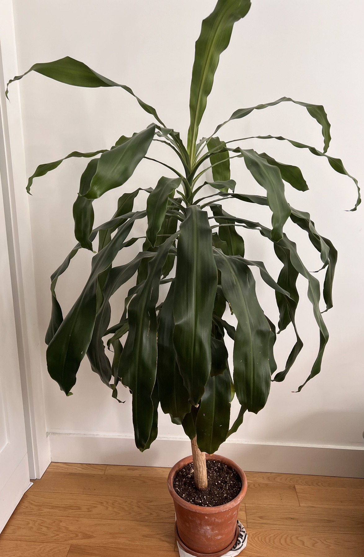 Corn plant