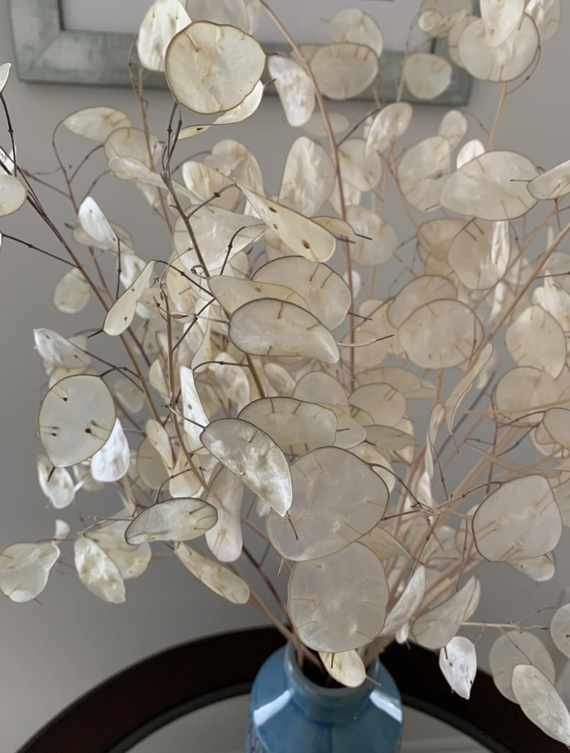 Dried Honesty, (Lunaria – peeled) up to 90cm image indicator(2)