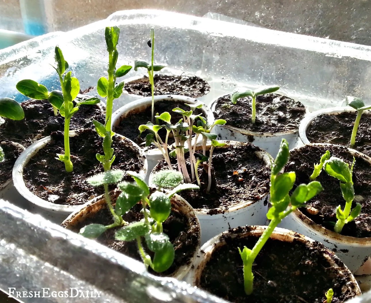 🌱 Plant/Seed starters - recycled K-cups #freecycle image indicator(2)