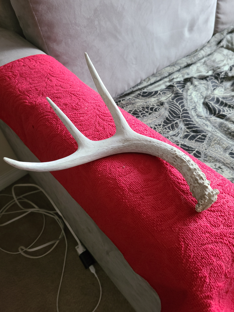 Shed  white tail deer antler thumbnail
