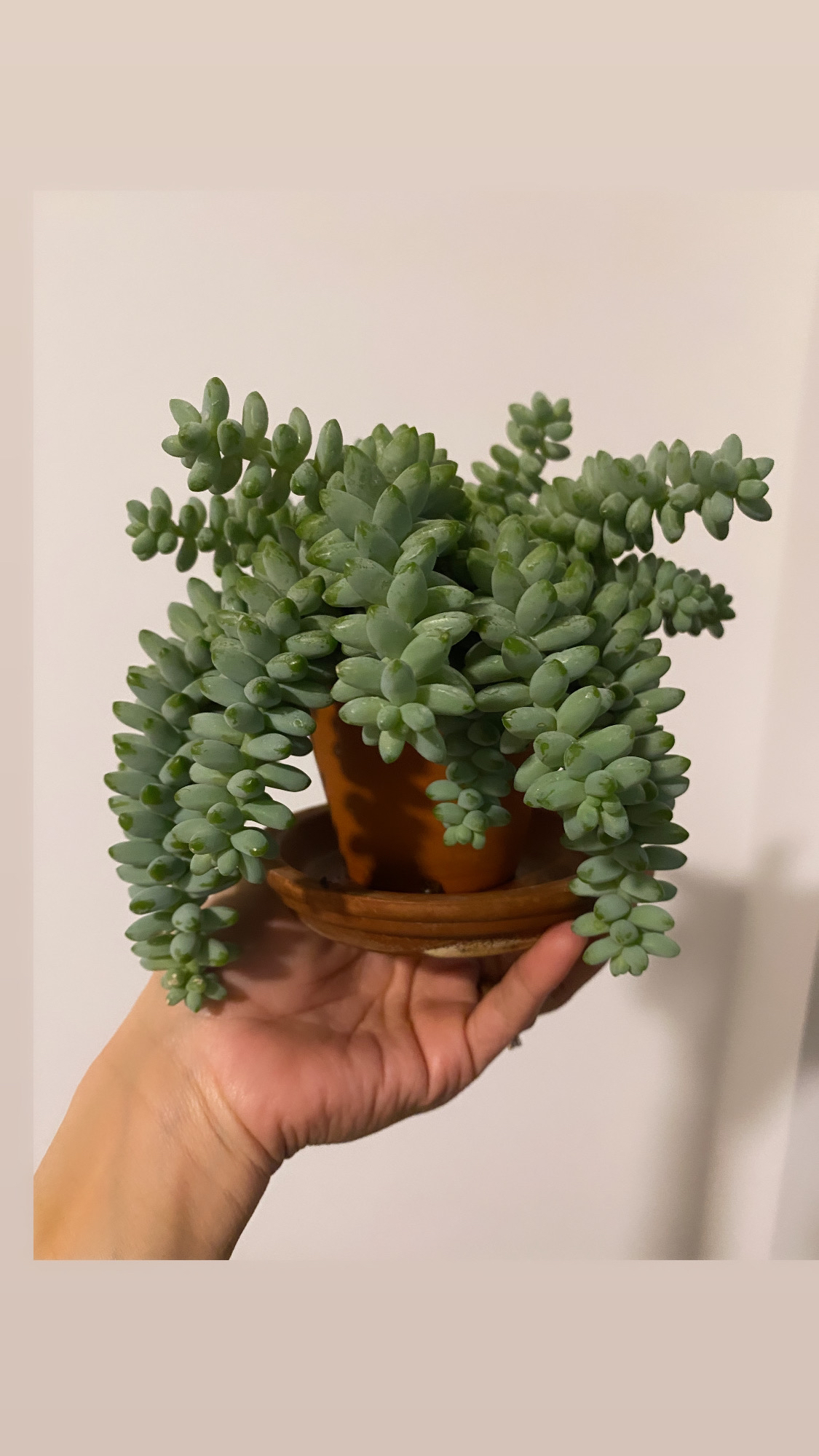 Burro's-tail/Sedum Donkey’s Tail