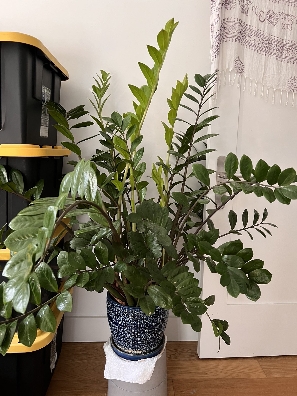 ZZ Plant