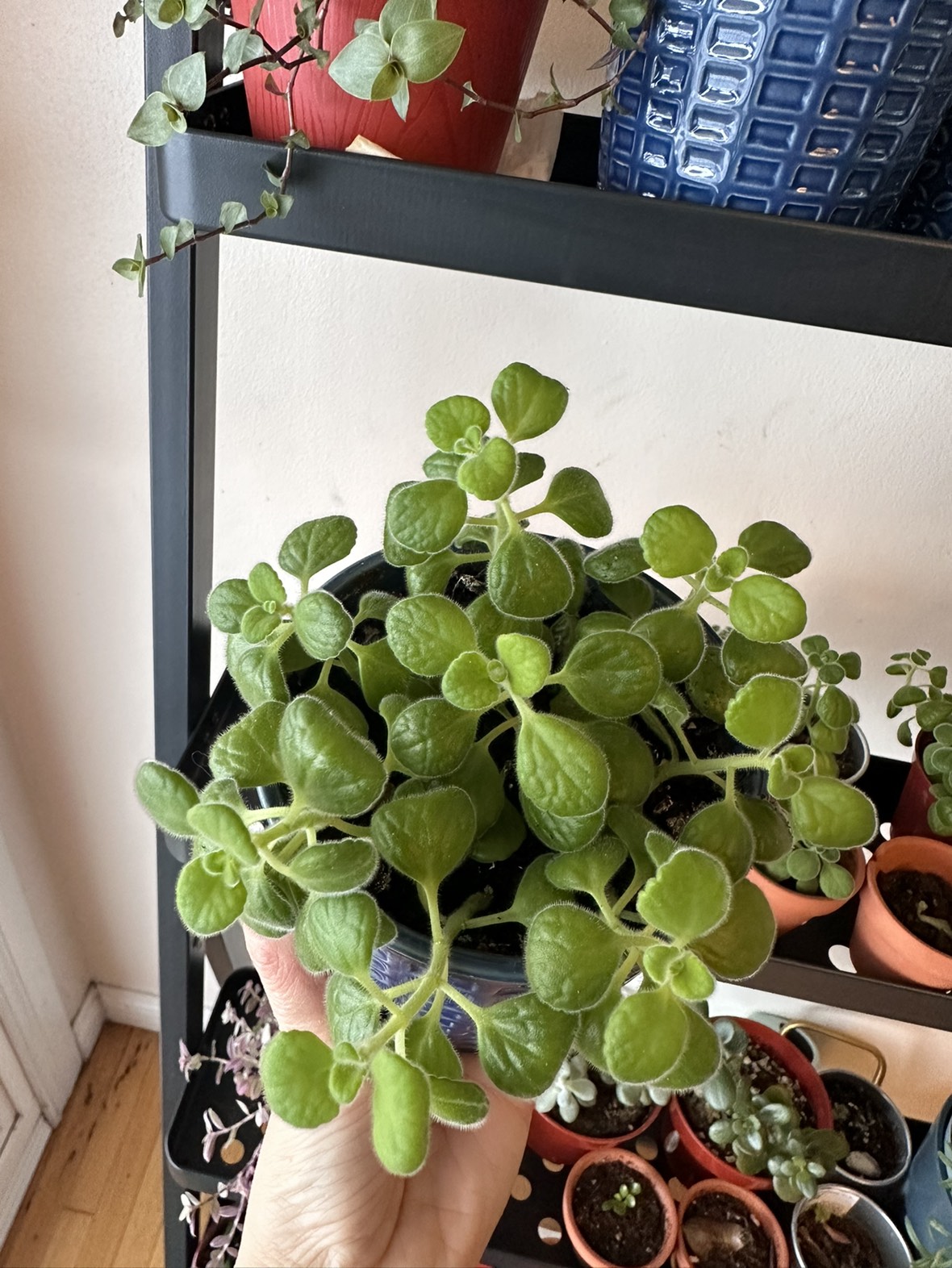 Fragrant vick's plants