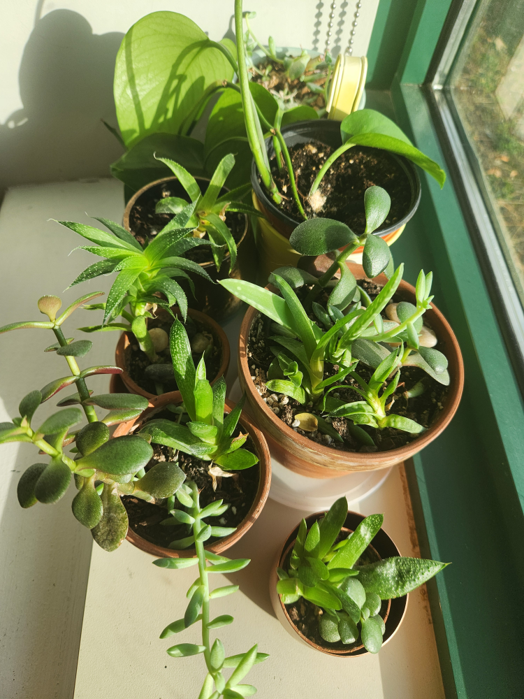 Multiple Plants image indicator(4)