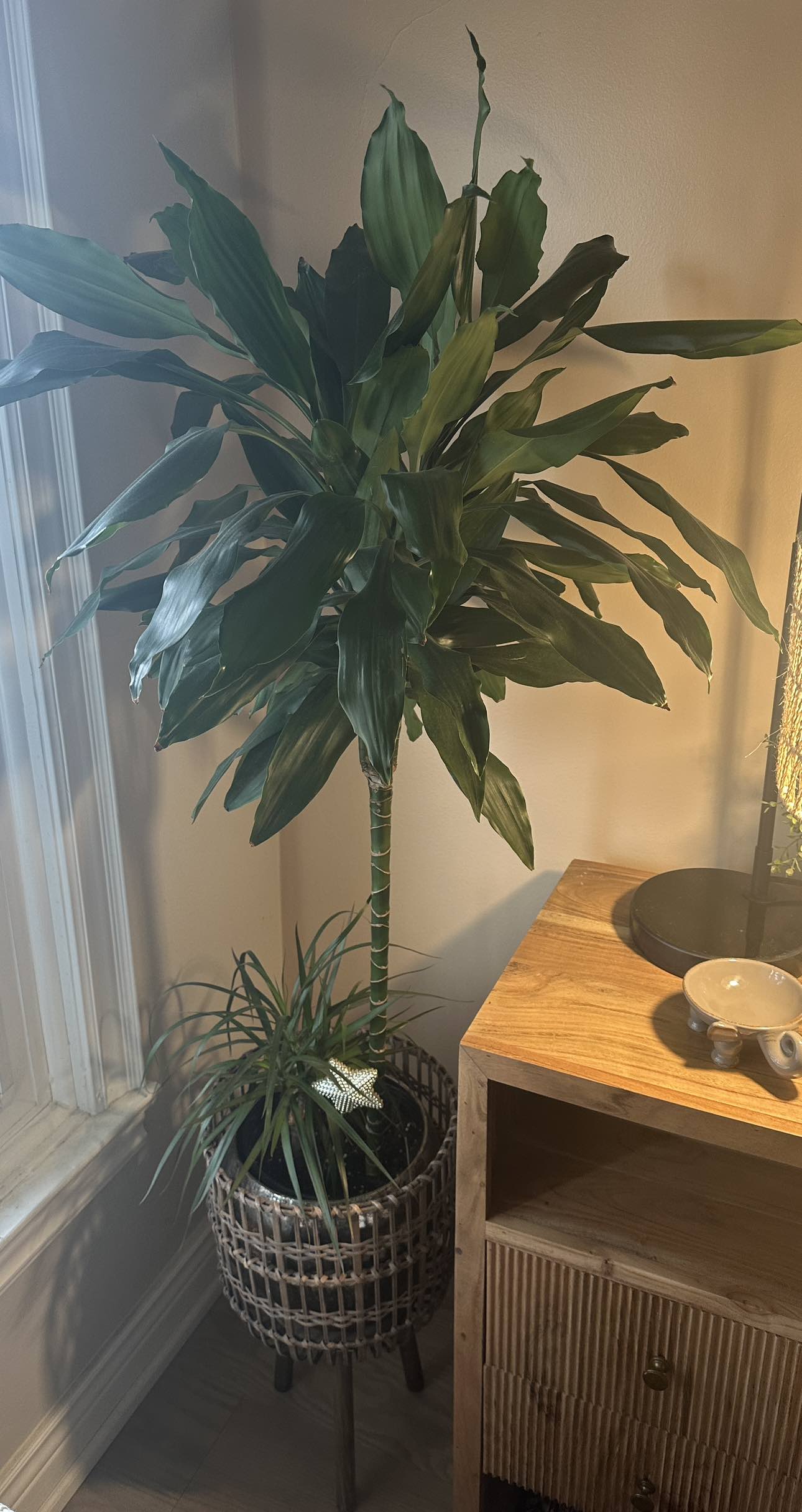 Price Firm - 2 healthy live plants (vase & stand included)