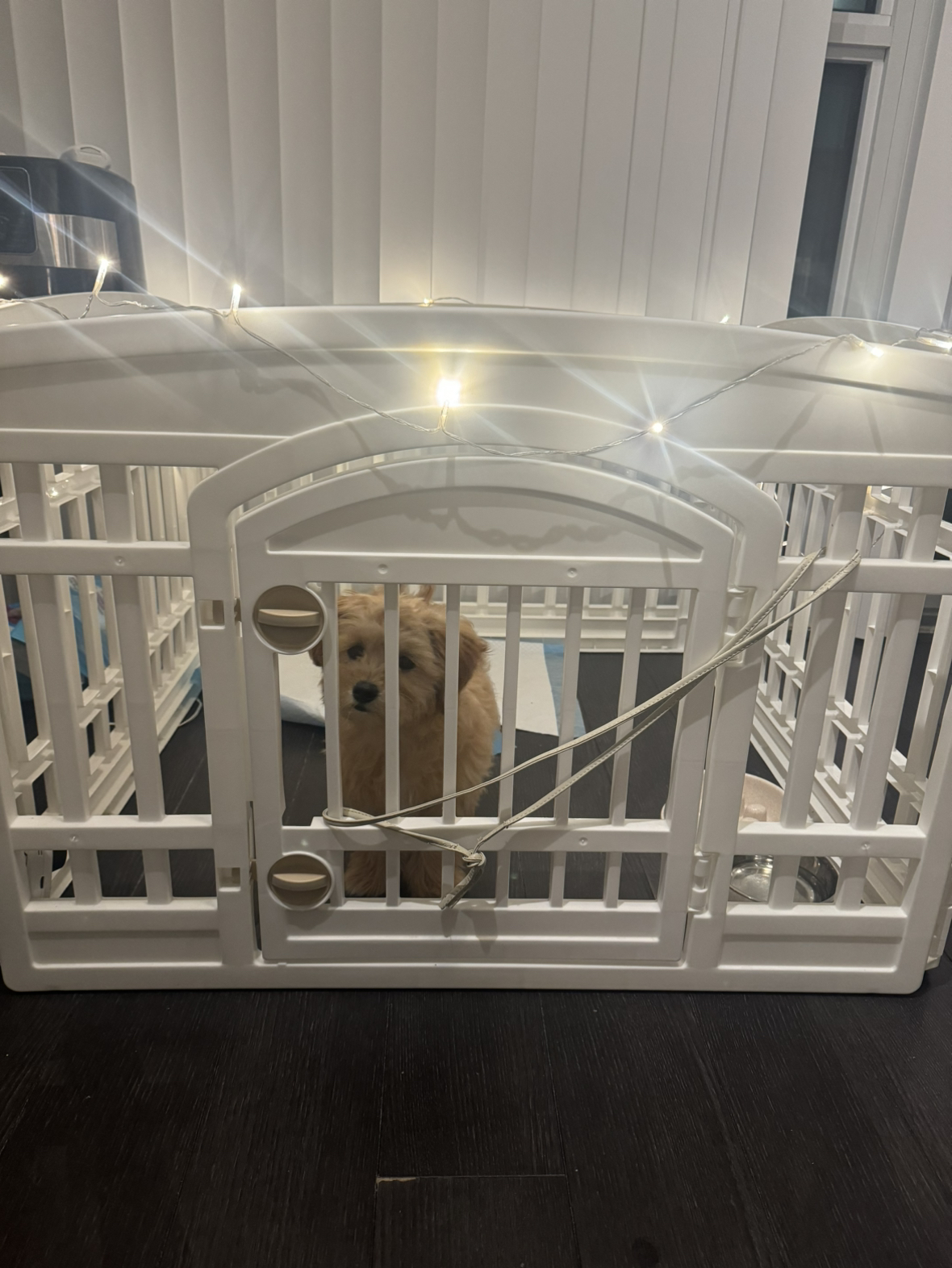 Playpen with door for small dogs