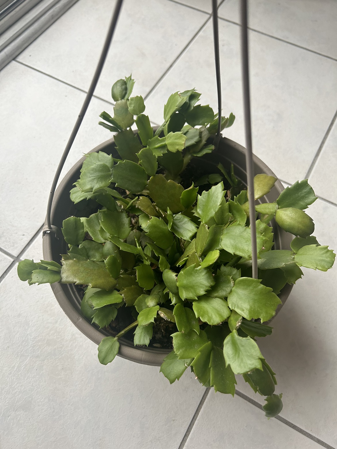 False Christmas Cactus in 10’ pot thumbnail