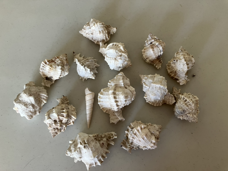 Shells , 14 pcs, $12