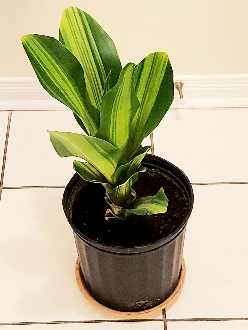 Assorted Foliage Plant thumbnail