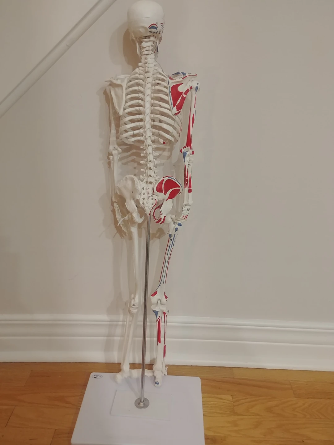 Muscular Skelton Model thumbnail