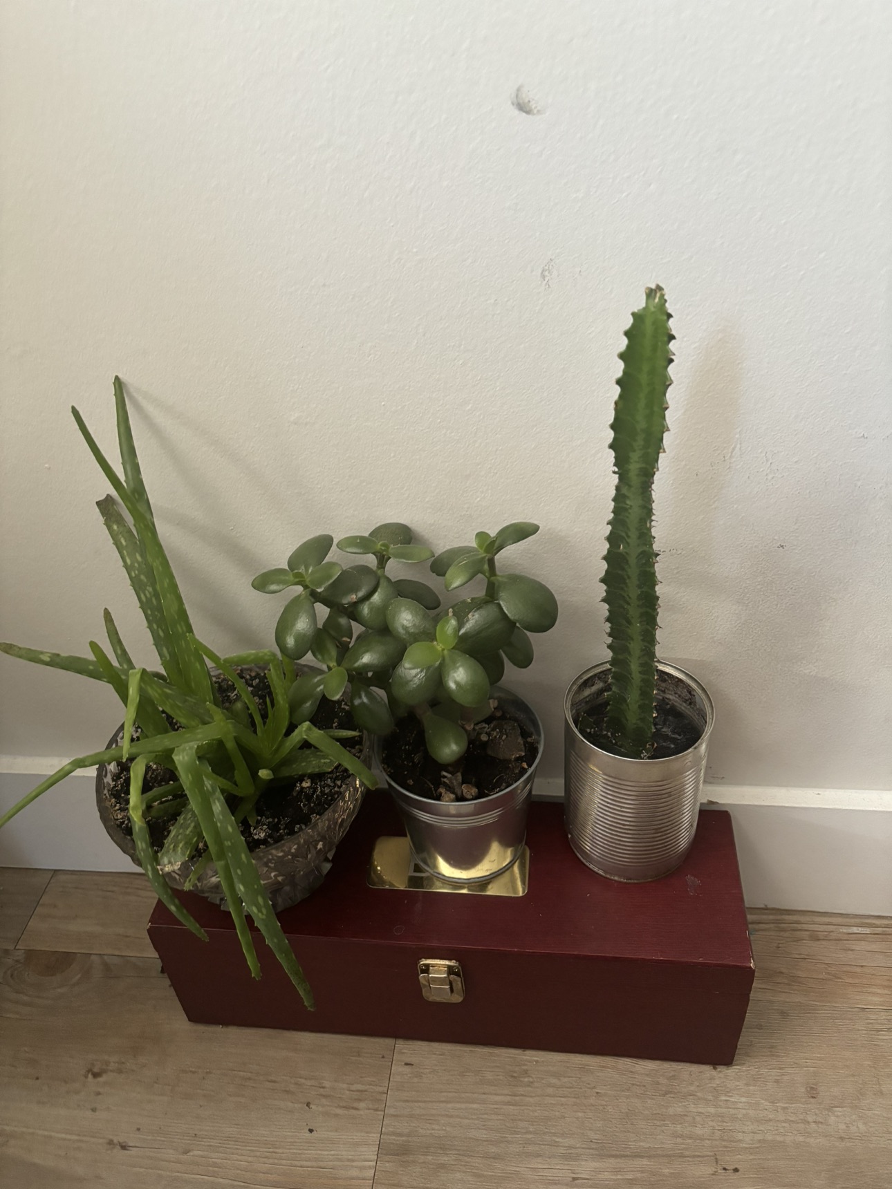 Beautiful plants - photo 5