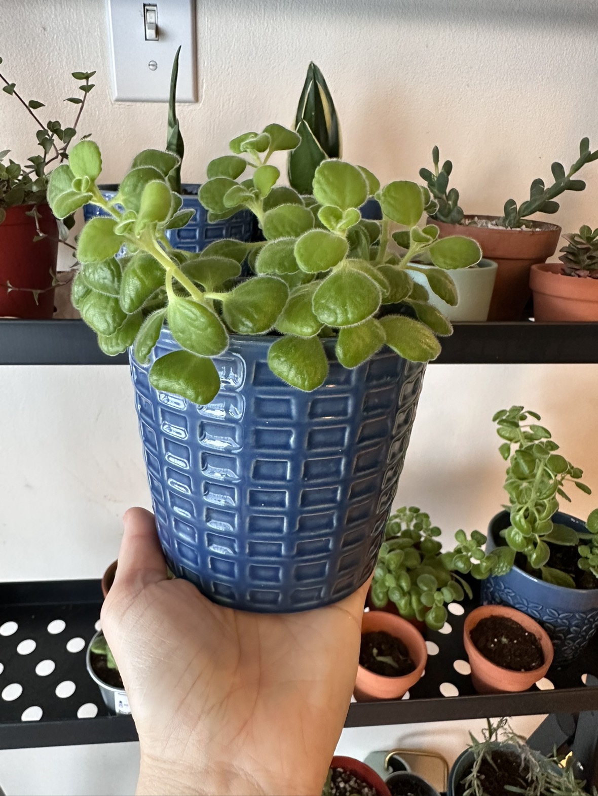 Fragrant vick's plants image indicator(2)