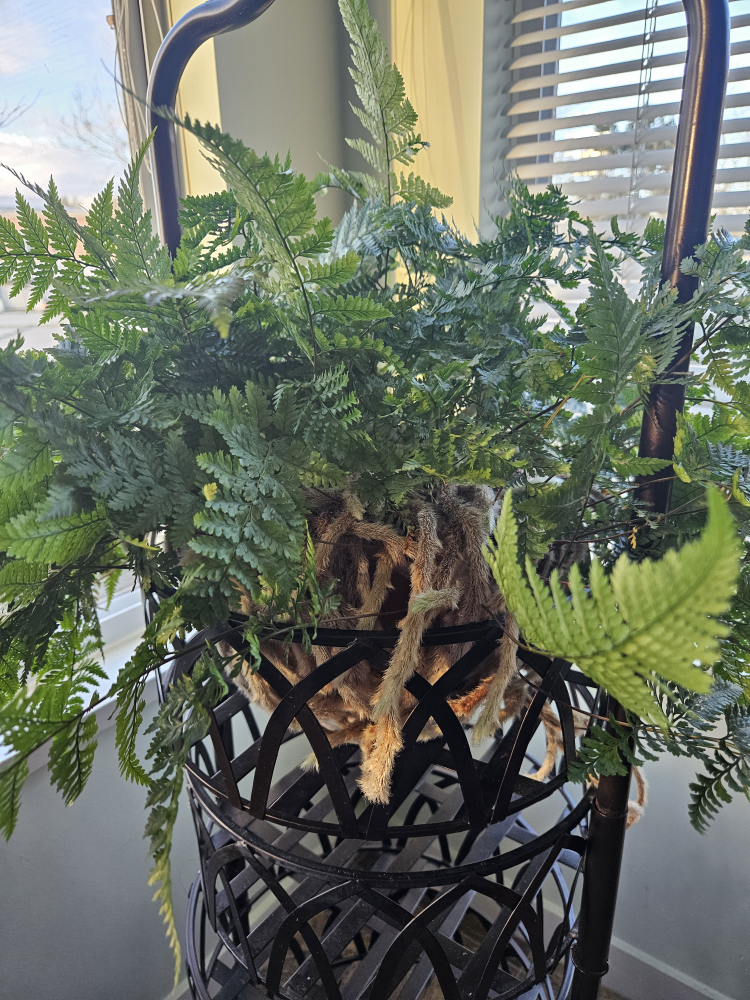 Rabbit Foot Fern image indicator(2)