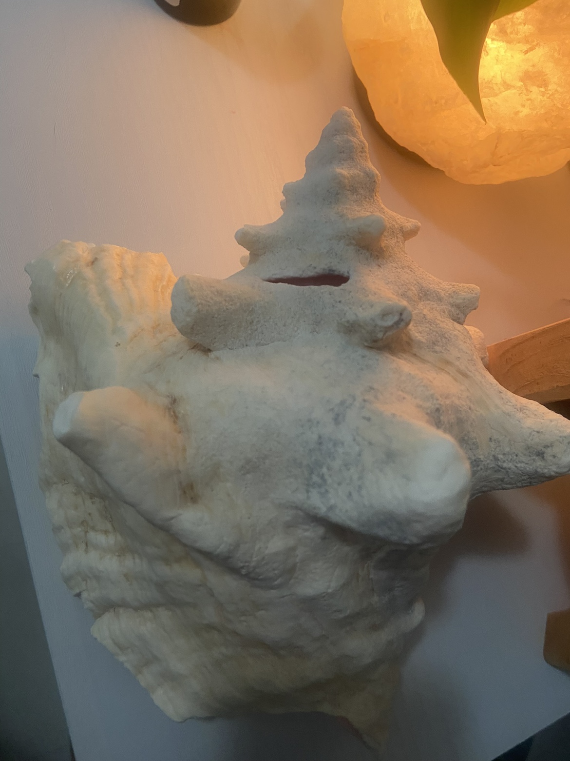 Conch Shell - photo 2