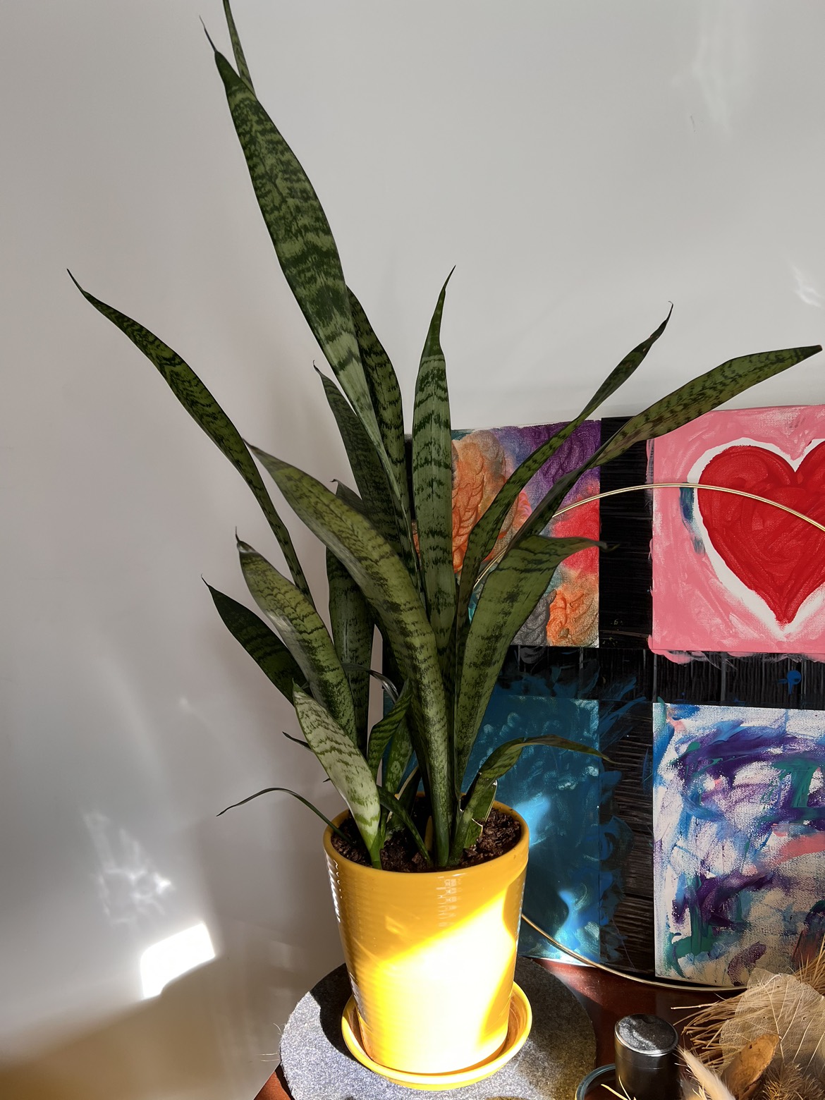 Snake plant