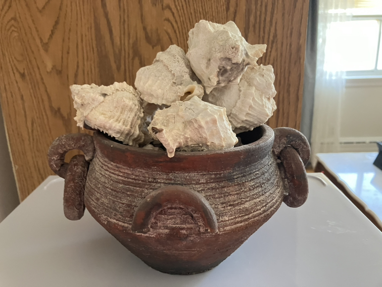 Shells , 14 pcs, $12 - photo 4