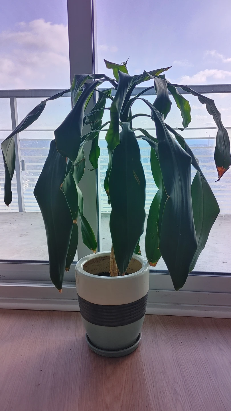 Indoor plant for sale