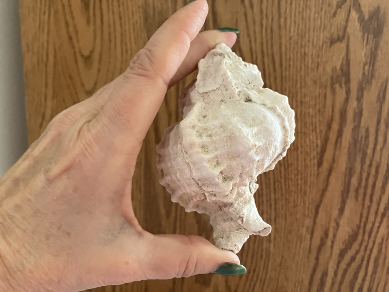 Shells , 14 pcs, $12 - photo 2