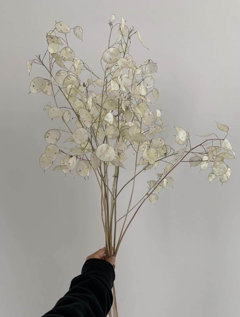 Dried Honesty, (Lunaria – peeled) up to 90cm image indicator(4)