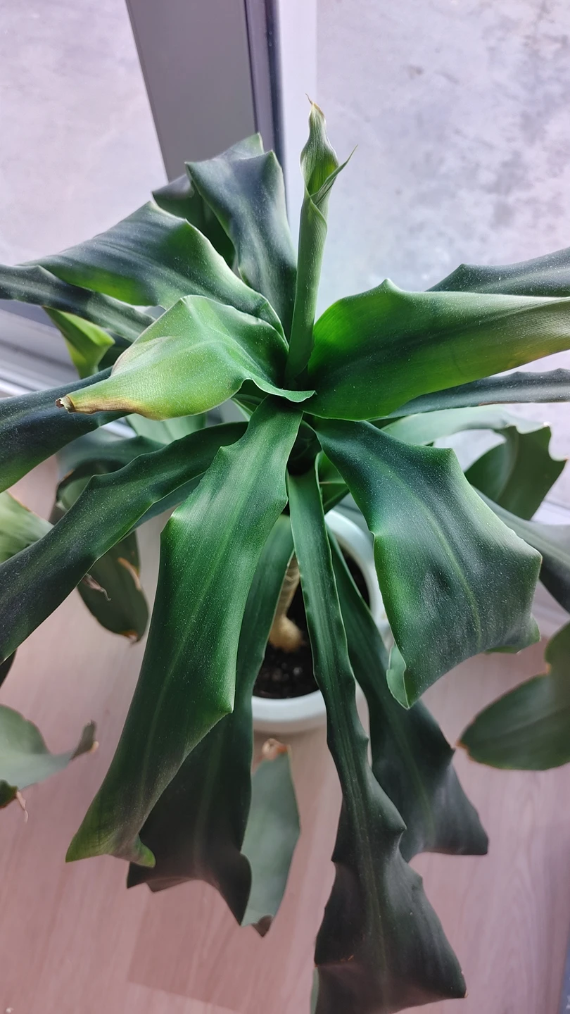 Indoor plant for sale - photo 2