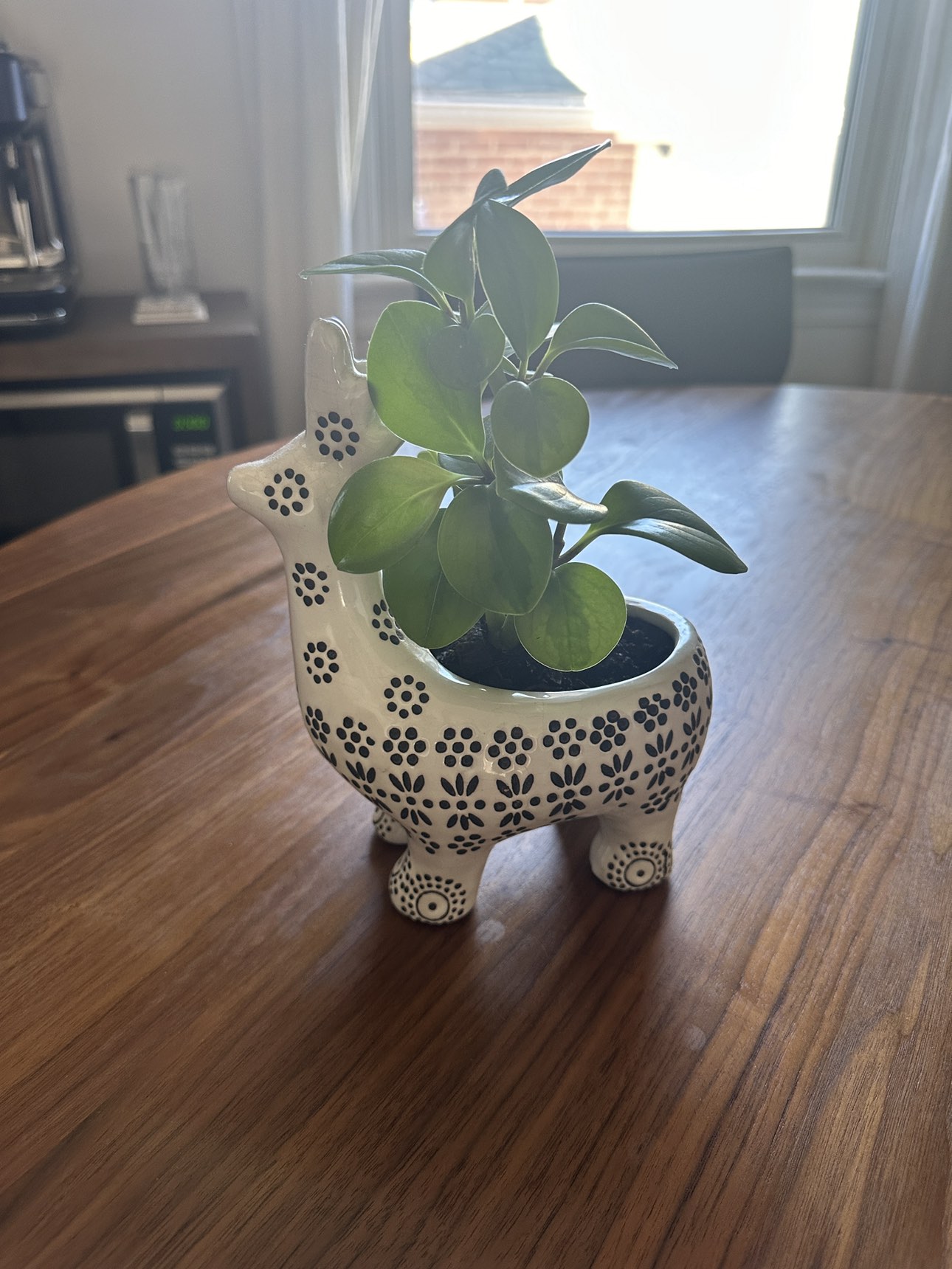 Llama with plant included - photo 2