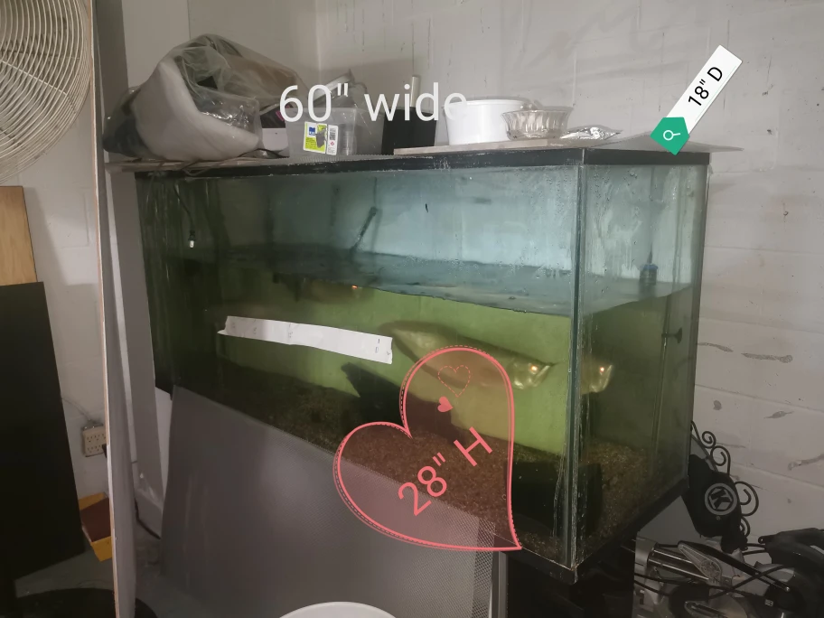 🥕fish tank