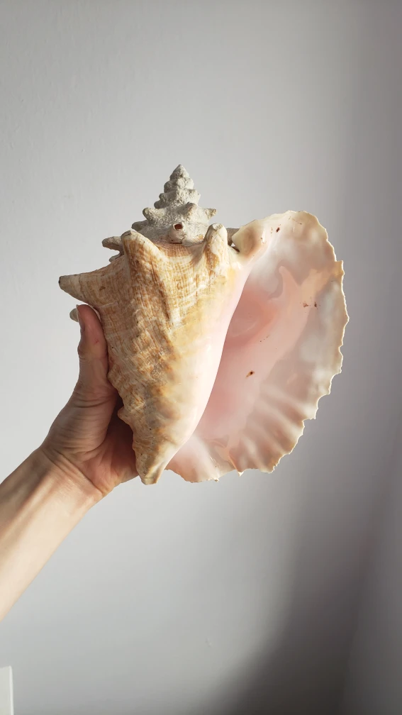 big beautiful conch shell 🥕 thumbnail