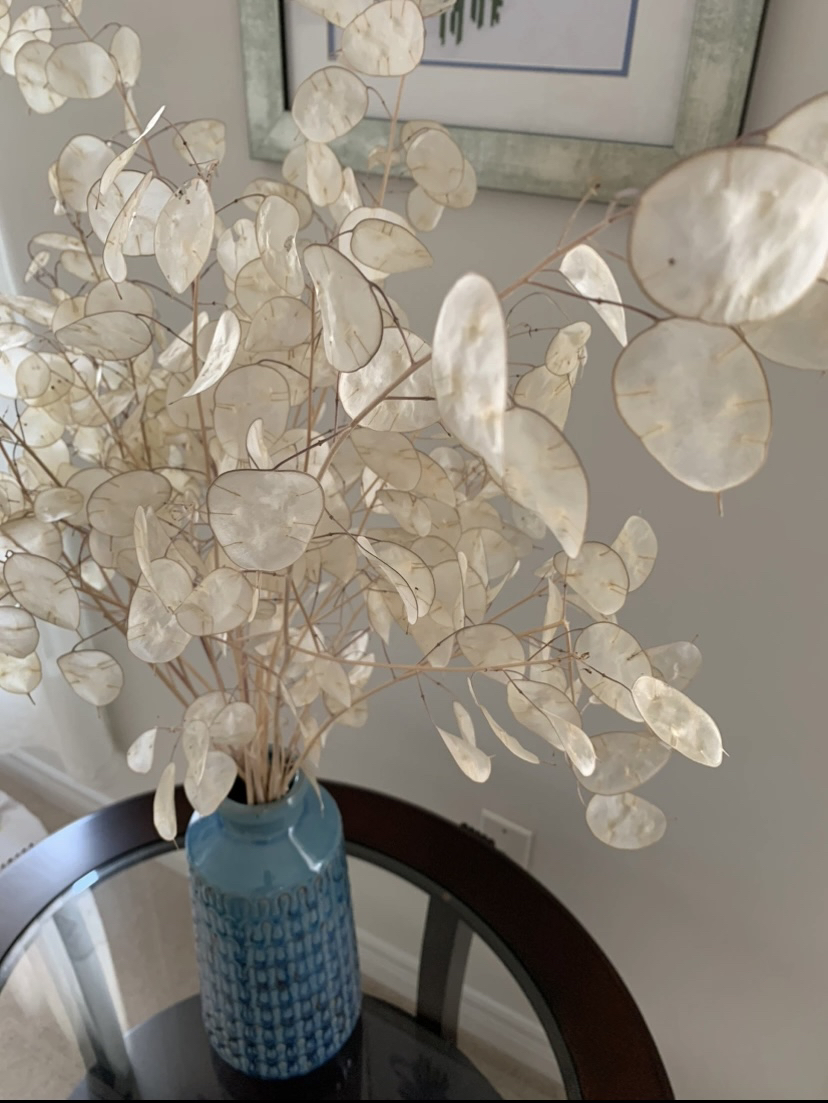 Dried Honesty, (Lunaria – peeled) up to 90cm image indicator(3)