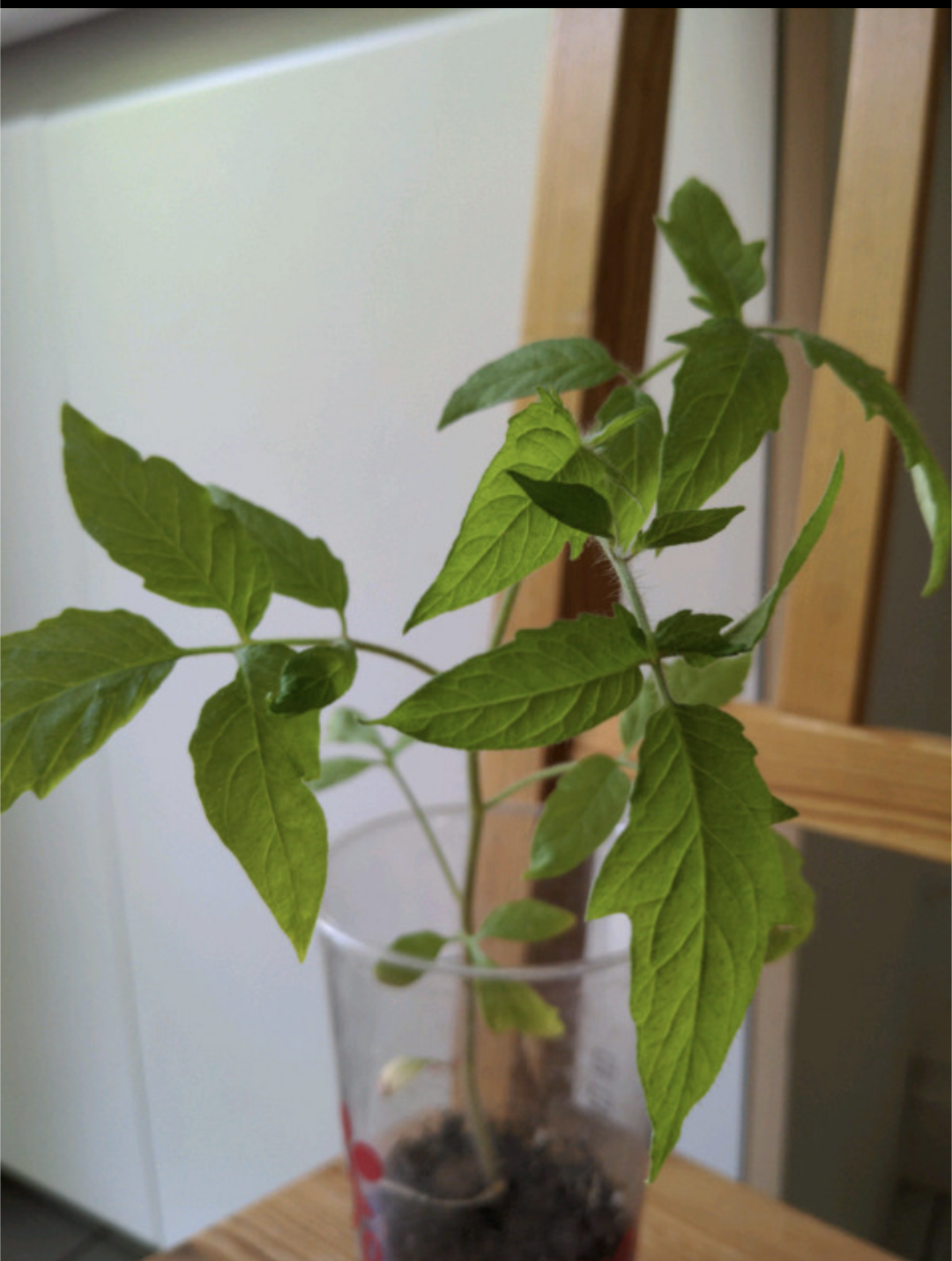 Tomato Plants 🏈