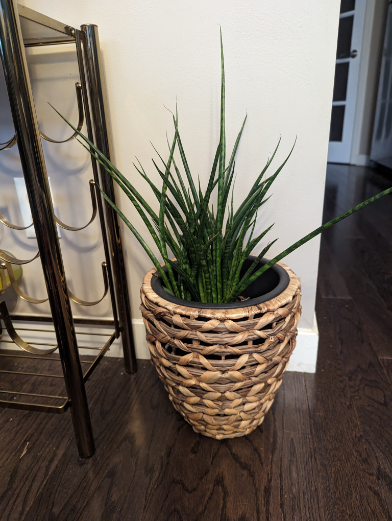 Snake Plant and Wicker Planter