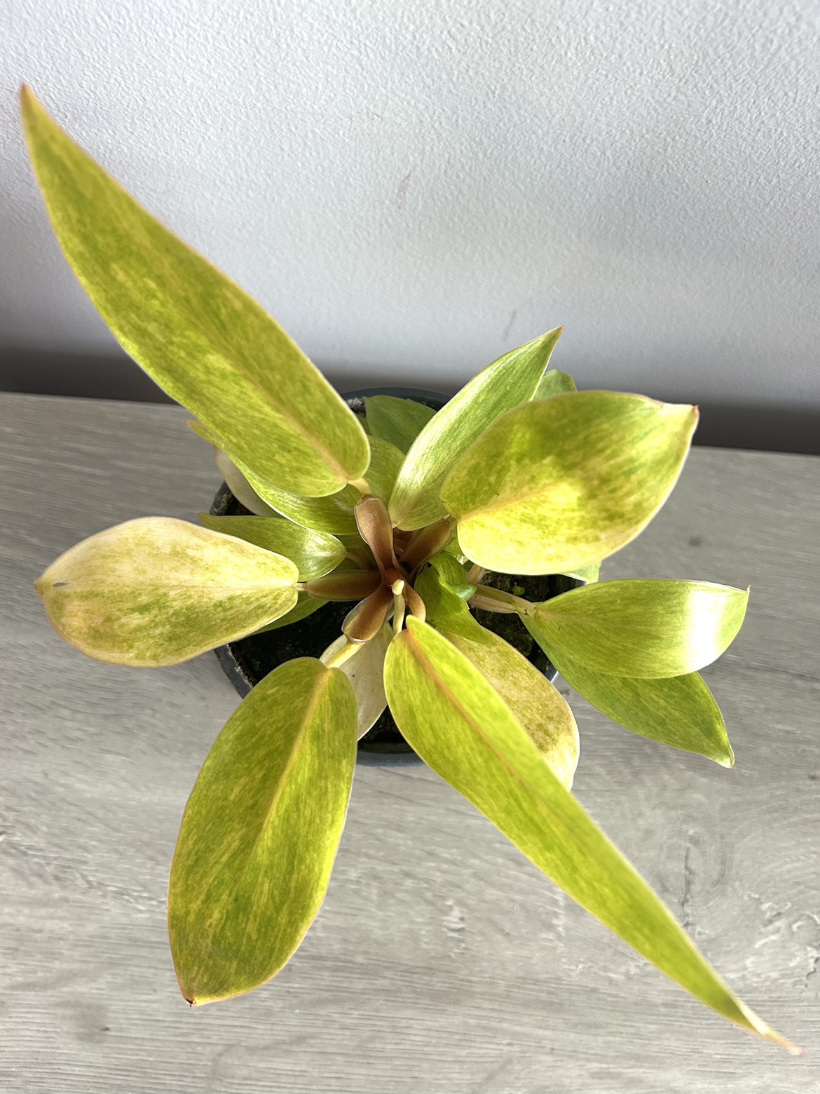Philodendron Painted Lady thumbnail
