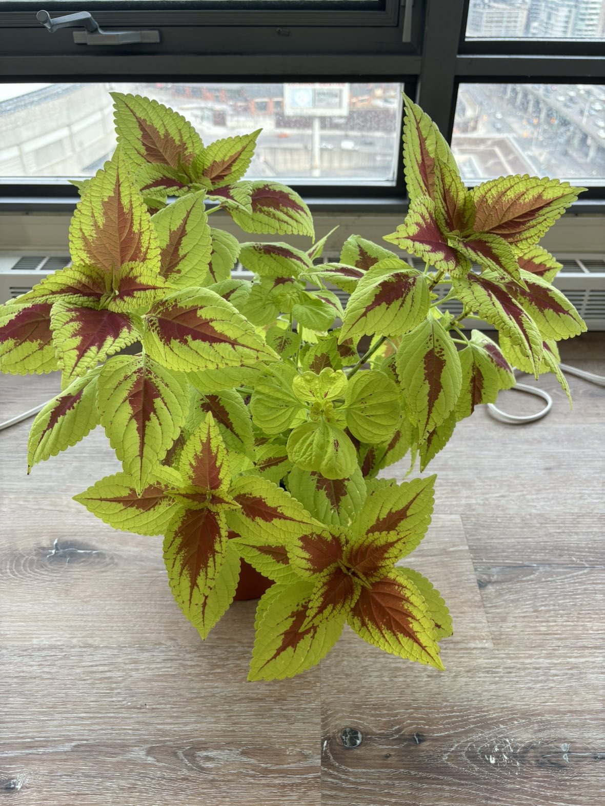 Vibrant Green coleus plant , great indoors, easy to take care thumbnail