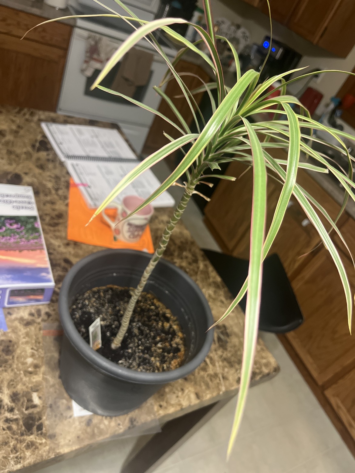 Dragon tree 🏈