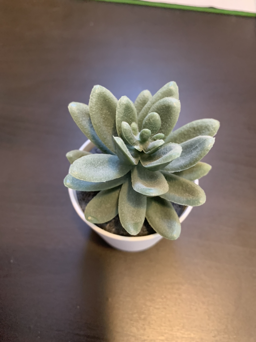 Succulent home decorations 🏈 thumbnail
