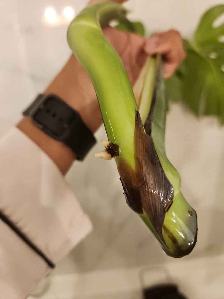 Aglaonema/ Evergreen Plant and Monstera image indicator(4)